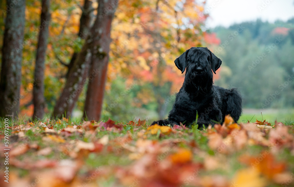 The Giant Schnauzer breed dog Lying on the grass. Also known as Riesenschnauzer. Autumn Background The Giant Schnauzer breed dog Lying on the grass. Also known as Riesenschnauzer. Autumn Background
