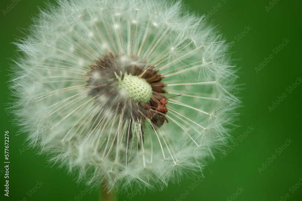 Wild Dandelion with Beetle inside. Beautiful Macro Photo Shoot with Clear Green Background Wild Dandelion with Beetle inside. Beautiful Macro Photo Shoot with Clear Green Background