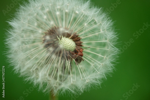 Wild Dandelion with Beetle inside. Beautiful Macro Photo Shoot with Clear Green Background