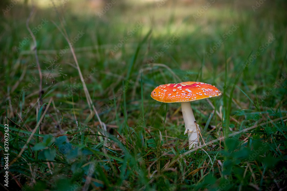 Amanita Muscaria Fly Agaric Mushroom Amanita Muscaria Fly Agaric Mushroom