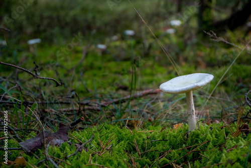 Amanita phalloides Death Cap Mushroom photo