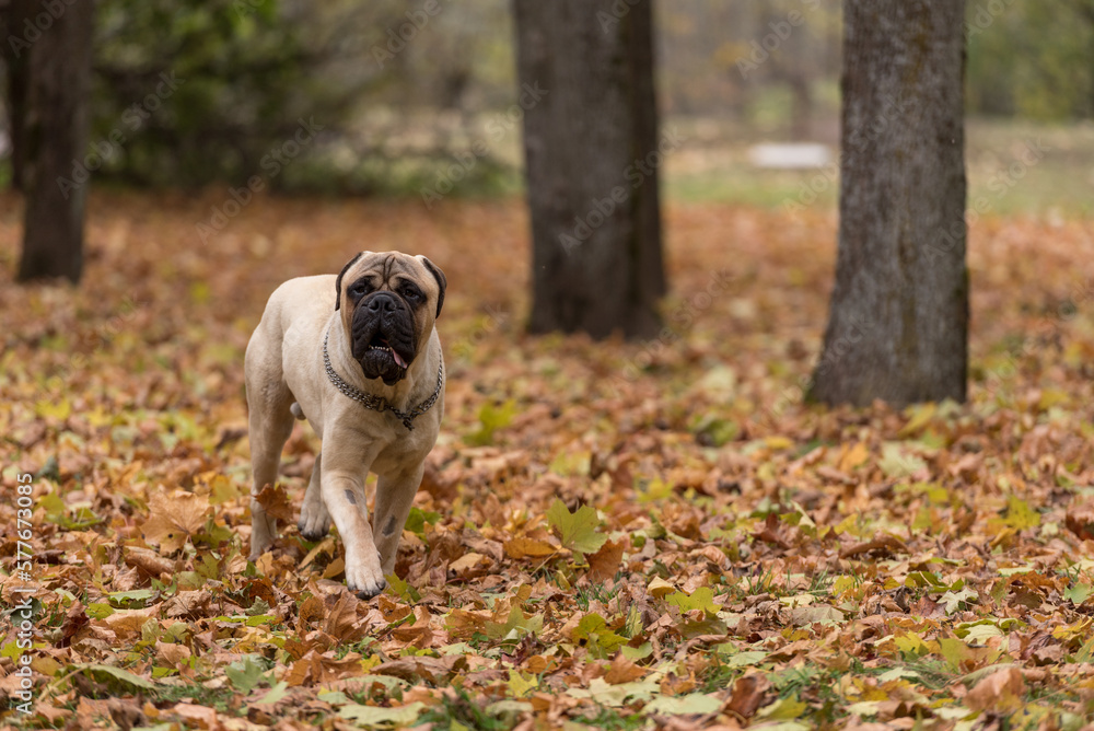 Bullmastiff dog is running in the park. Bullmastiff dog is running in the park.