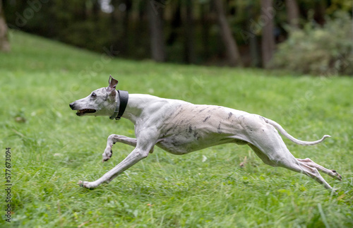 Whippet Breed Dog Running on the Grass.