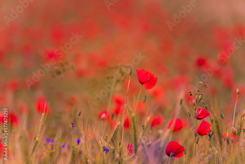 Meadow with beautiful bright red poppy flowers