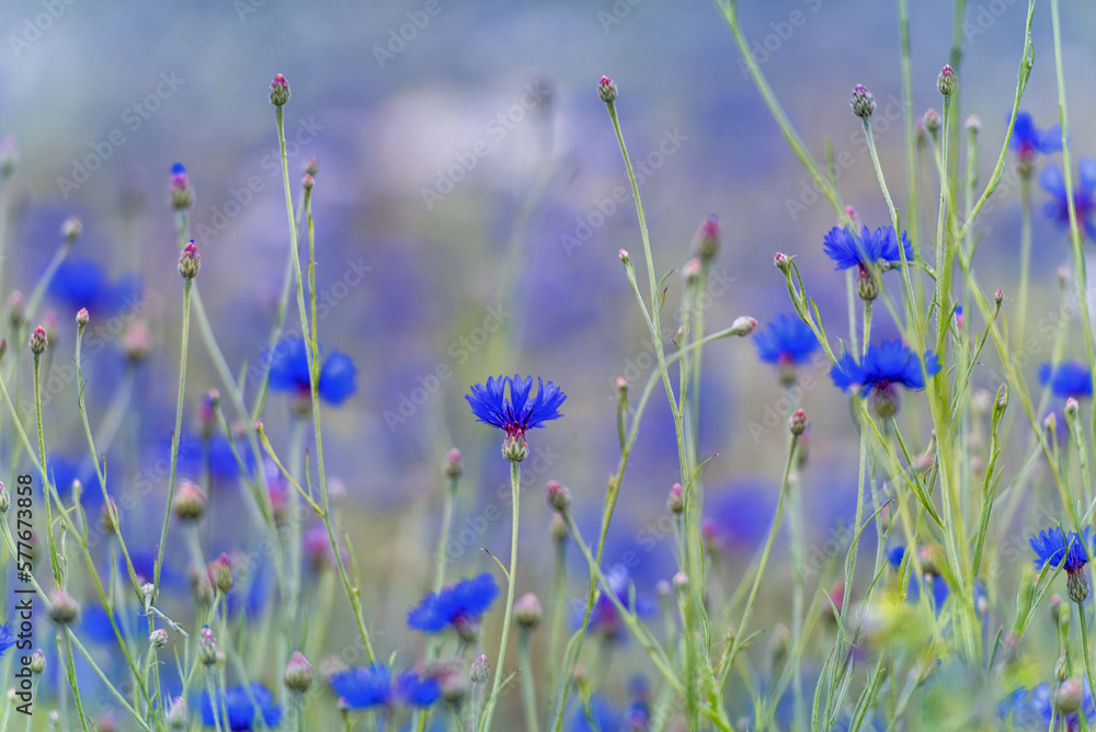 Cornflower Flower in the Field. Shallow Depth of Field. Cornflower Flower in the Field. Shallow Depth of Field.