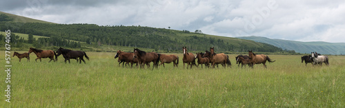 Wild horses run across the field.Panoramic shooting, banner for your advertising