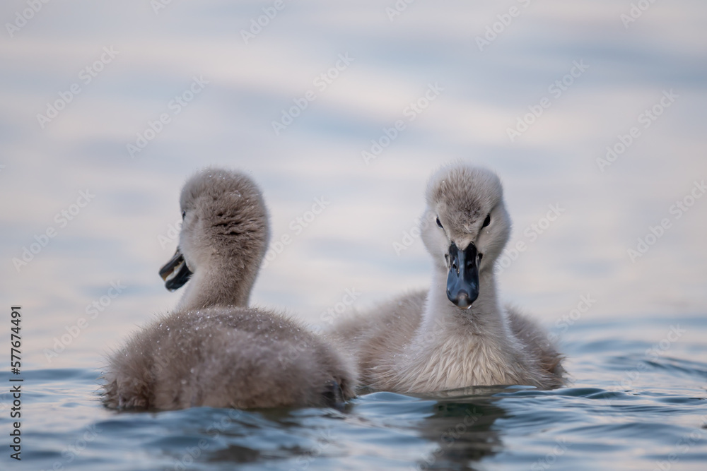 Swan babies in water. Two grey little Mute swan cygnets swimming in lake Geneva. Cygnus olor.