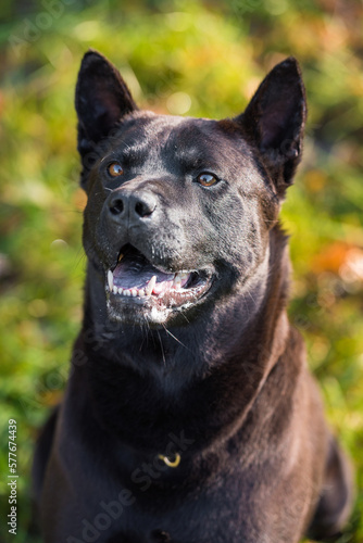 Thai Ridgeback dog face. © Mindaugas Dulinskas