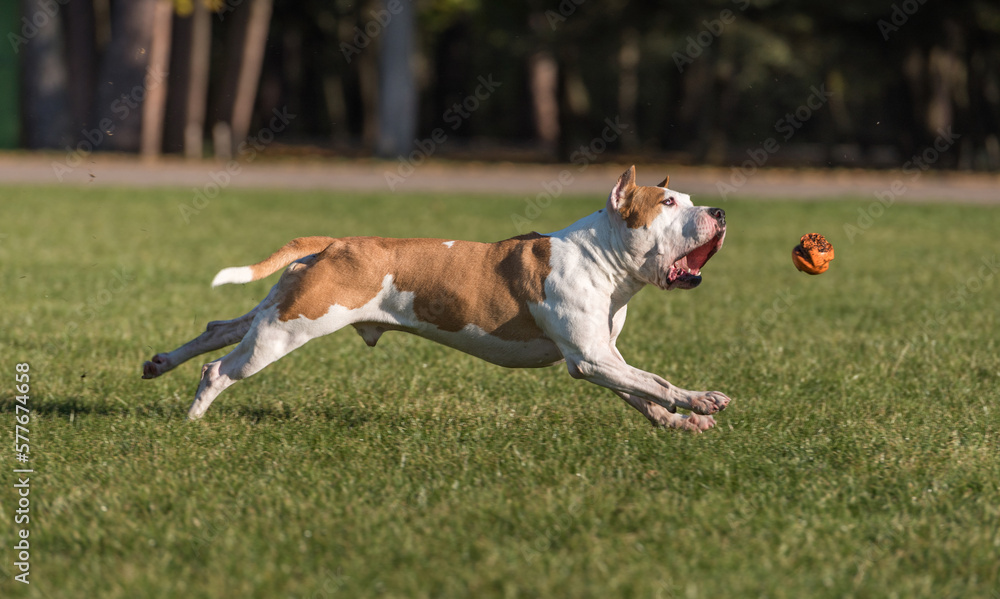 American Bulldog is Running on the Grass. Try To Catch a Ball. American Bulldog is Running on the Grass. Try To Catch a Ball.