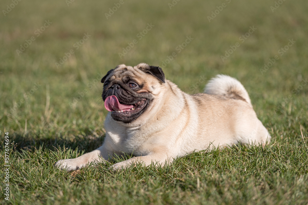 Happy Pug Dog is Laying on the Grass. Open Mouth, Tongue Out. Happy Pug Dog is Laying on the Grass. Open Mouth, Tongue Out.