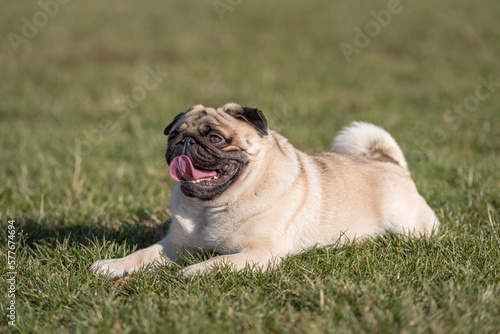 Happy Pug Dog is Laying on the Grass. Open Mouth, Tongue Out.