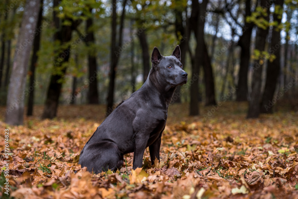 thai Ridgeback Dog is Sitting on the Autumn Leaves Ground. thai Ridgeback Dog is Sitting on the Autumn Leaves Ground.