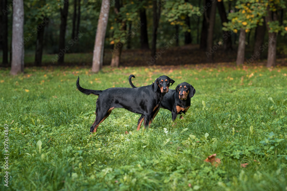Lithuanian Hound Dogs Playing on the Grass. Lithuanian Hound Dogs Playing on the Grass.