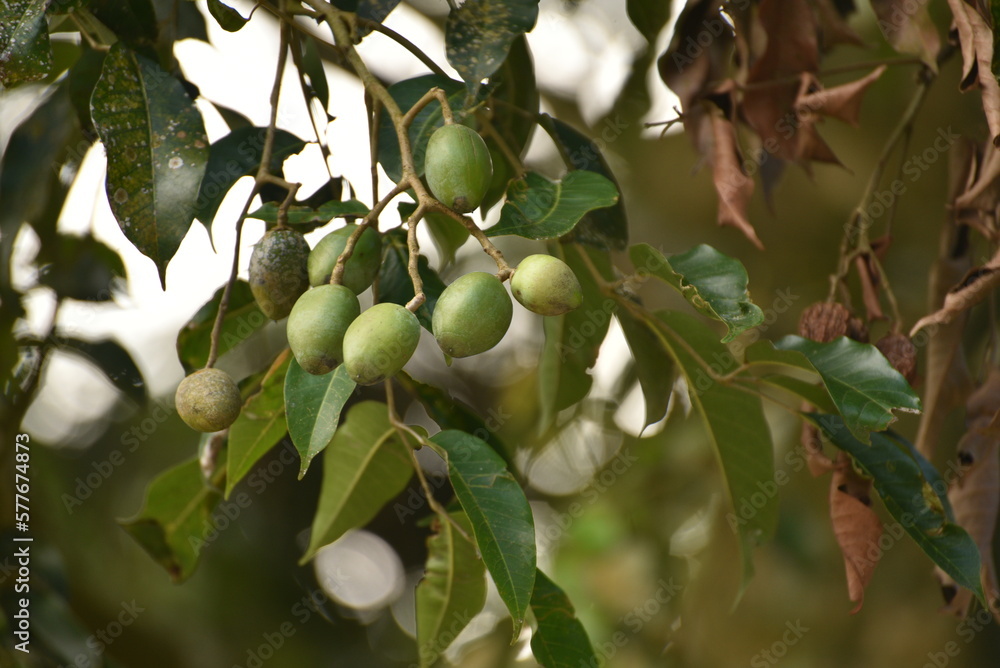 Fruit of Canarium indicum, known as galip nut, is a mainly dioecious