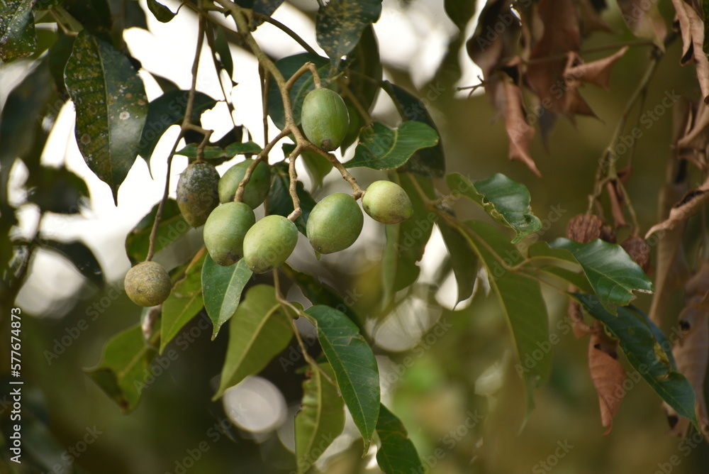 Fruit of Canarium indicum, known as galip nut, is a mainly dioecious tree native in Indonesia.  It is usually found in rainforests, secondary forests, old garden areas, around villages and settlements