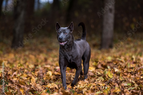 Thai Ridgeback Dog is running. Autumn Leaves in Background