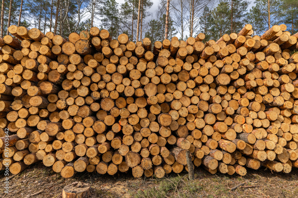 Log stacks. Forest pine and spruce trees. Log trunks pile, the logging timber wood industry.