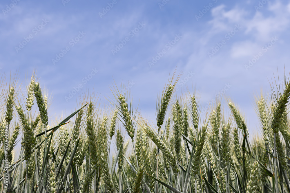 Green spikelets of ripening wheat in a row against the blue sky Green spikelets of ripening wheat in a row against the blue sky