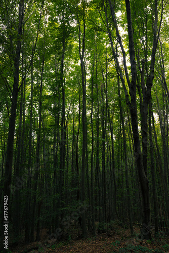 Tall trees in dark forest. Moody lush forest view.