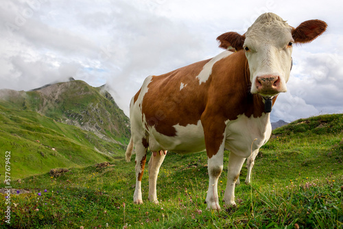 milk cow on alpine pasture