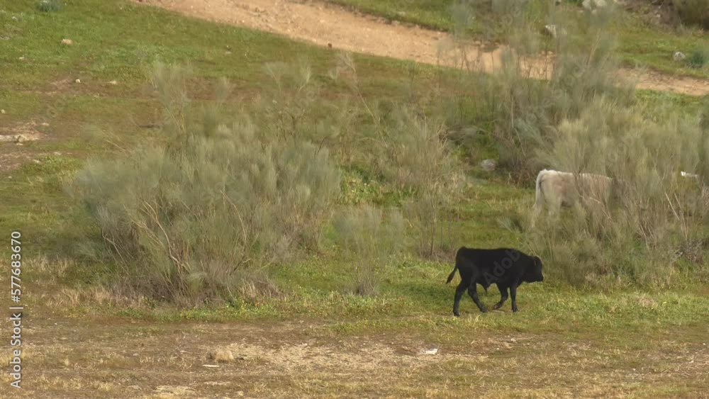Cow calf running and jumping in ground Cow calf running and jumping in ground