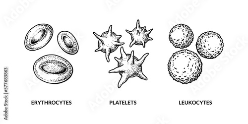Blood cells isolated on white background. Hand drawn erythrocytes, leukocytes and platelet. Scientific biology illustration in sketch style