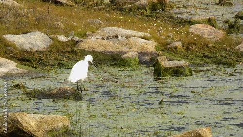 A pretty, slender white egret or Egretta garzetta fishing for small fish and crayfish. photo