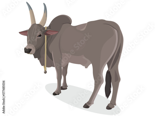 Indian farmer Bull, Zebu bull. Brahman cattle. Vector illustration