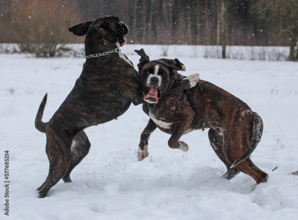 Two brindle boxer dogs are playing and running together outside in snow