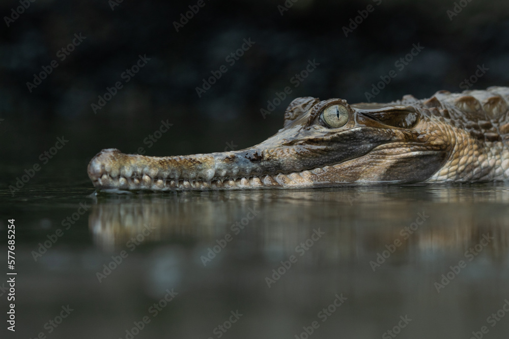 A false gharial Tomistoma schlegelii waiting for food or basking on a shallow water A false gharial Tomistoma schlegelii waiting for food or basking on a shallow water