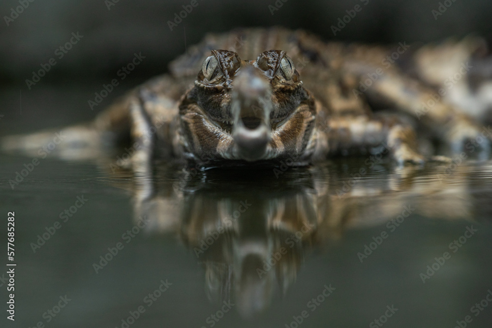 A false gharial Tomistoma schlegelii waiting for food or basking on a shallow water A false gharial Tomistoma schlegelii waiting for food or basking on a shallow water