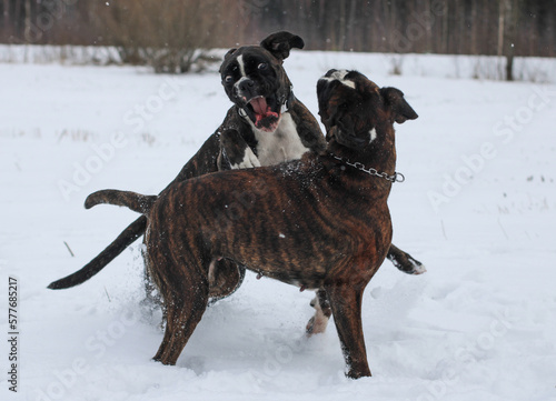 Two brindle boxer dogs are playing and running together outside in snow