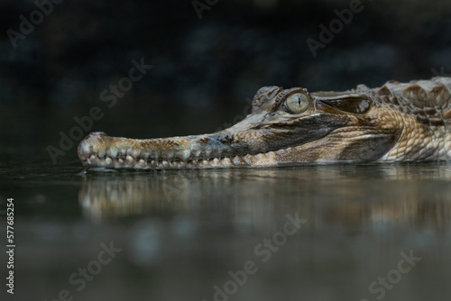 A false gharial Tomistoma schlegelii waiting for food or basking on a shallow water 