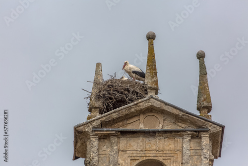 Female Iberian stork guarding her young in a huge nest built above a classic building tower, located in Cuidad Rodrigo, Spain photo