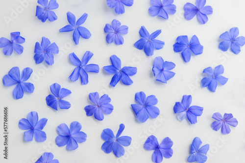 Petal of blue flowers on white background