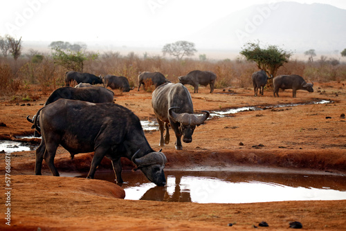 African Buffalos (Syncerus caffer caffer, aka Cape Buffalo) at the Waterhole. Tsavo East, Kenya