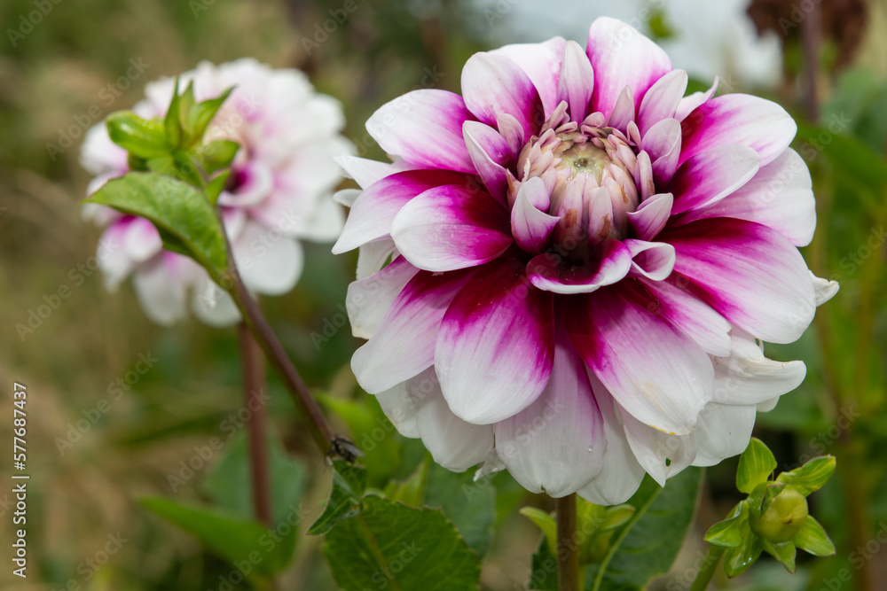 Obraz premium Close up of a pink and white dahlia in bloom