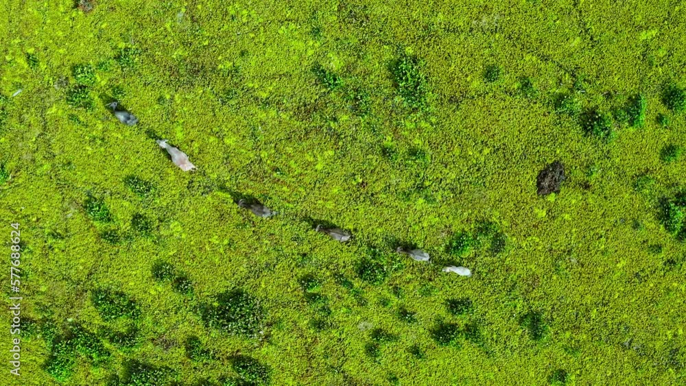 The Thale Noi Wetland Buffalo Pastoral Agro-Eco-System is a diversified farming system marked, Phatthalung province