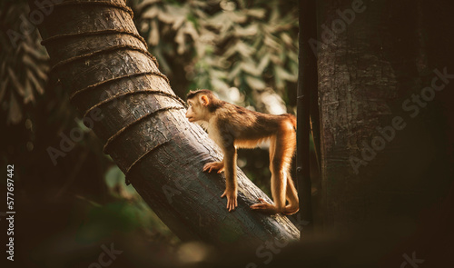 A macaque monkey stands on a tree and looks out for the rest of the family.