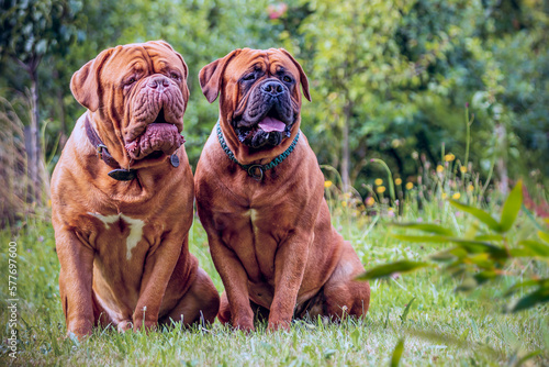 Wallpaper Mural Two Bordeaux Danes, a female and a dog sitting outside in the grass Torontodigital.ca