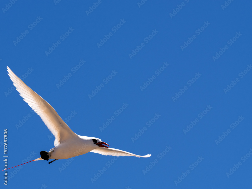 Red-tailed Tropicbird, Phaethon Rubricauda, nesting on the island of Nosy Ve, Fograph is most often in flight. Nosi Ve. Madagascar. Red-tailed Tropicbird, Phaethon Rubricauda, nesting on the island of Nosy Ve, Fograph is most often in flight. Nosi Ve. Madagascar.