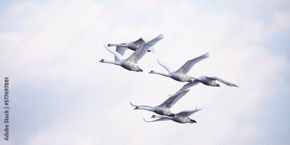 Obraz premium Amazing Swan trying to take off from the surface of the lake.