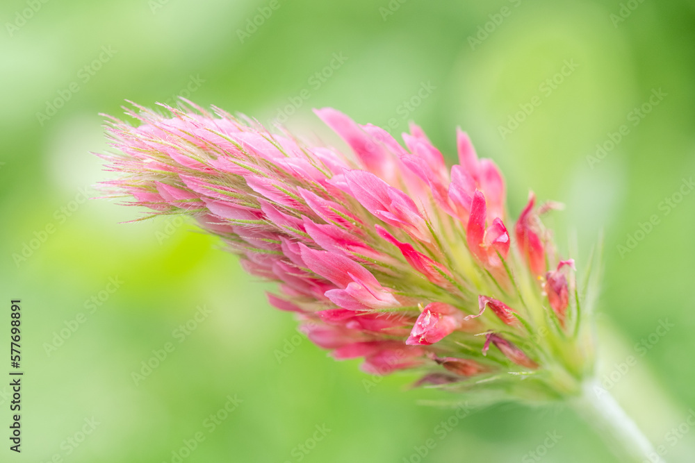 Obraz premium A dreamy image of a crimson clover flower on the diagonal.