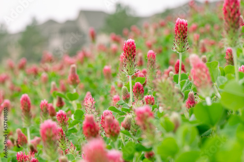 Closeup of Crimson clover with blurry houses in the background.
