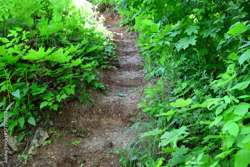 A path through the woods with green leaves and a few steps leading up to the top