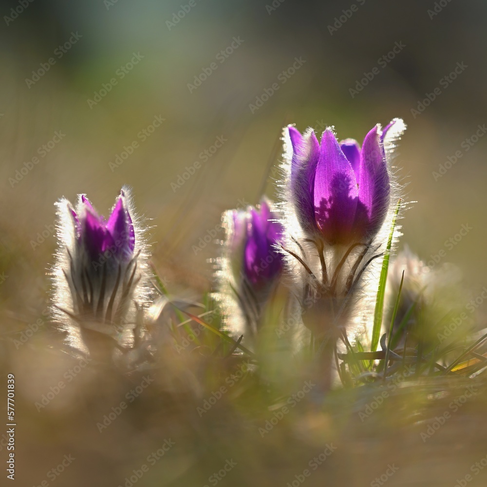 Spring flowers. Beautifully blossoming pasque flower and sun with a natural colored background. (Pulsatilla grandis) Spring flowers. Beautifully blossoming pasque flower and sun with a natural colored background. (Pulsatilla grandis)