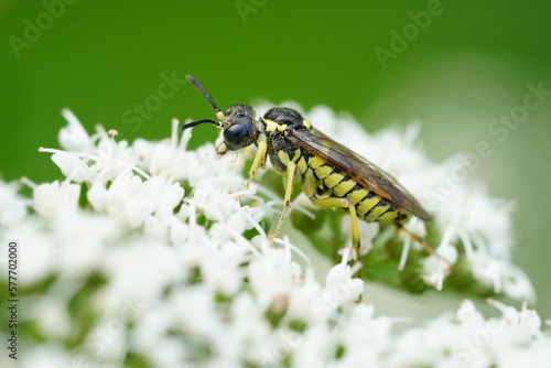 Tenthredo notha, a common sawfly, is a species belonging to the family Tenthredinidae subfamily Tenthrediniinae.