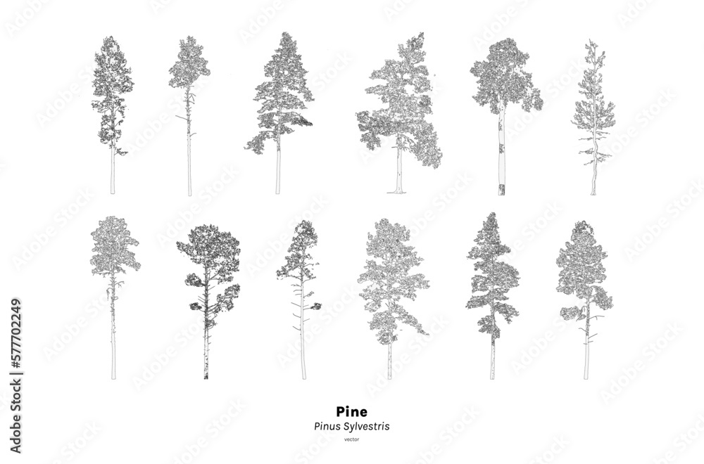 Pine tree line drawing, Minimal style, Side view, set of graphics trees elements outline symbol for architecture and landscape design. Vector illustration, Pinus Sylvestris - obrazy, fototapety, plakaty 