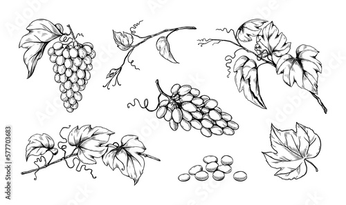 Ink grape with seeds, engraving vineyard. Hand drawing or sketch for vintage wine label, grunge fruit art, berry with leaves on branches. Decorative elements for design. Vector illustration