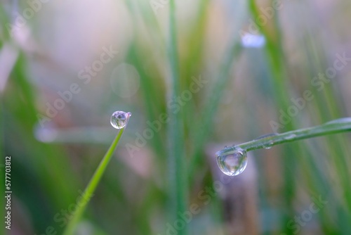 dew on grass